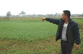 Gia Lộc có 58 hộ nông dân thuê, mượn ruộng sản xuất tập trung